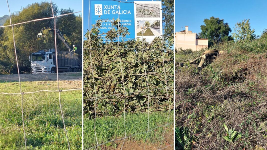 Talla carballos en Navia