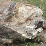 Tocon dun dos platanos alameda