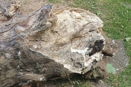 Tocon dun dos platanos alameda