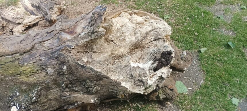 Tocon dun dos platanos alameda