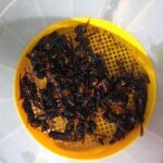 Velutinas curtis 2