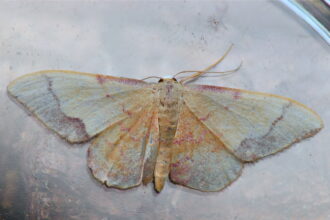 20260814 Idaea ostrinaria