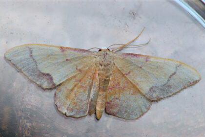 20260814 Idaea ostrinaria
