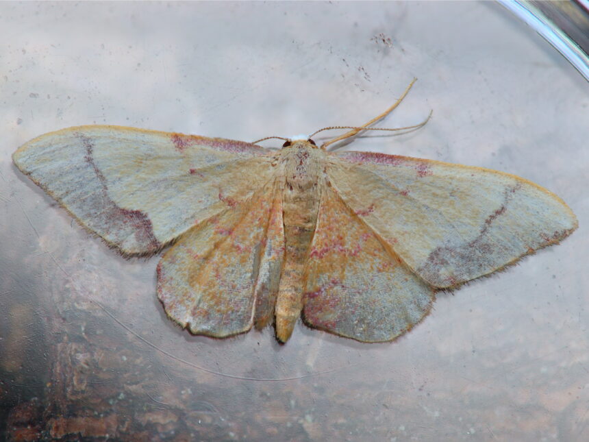20260814 Idaea ostrinaria