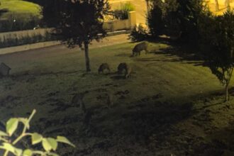 180926 xabaril ruadabouza 1