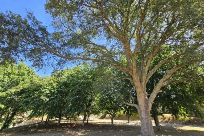 Limpeza fincas