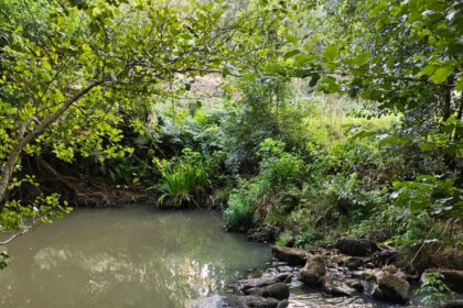 Rio Gallo Cuntis 2