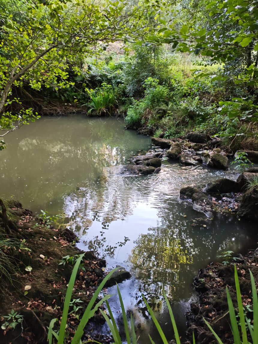Rio Gallo Cuntis 2