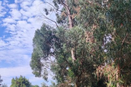 ‘Cultivando coidados transforma o coidado nunha rede de apoio no Rosal